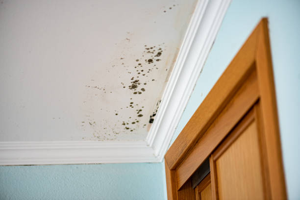 Certified Mold Removal in Liverpool, NY