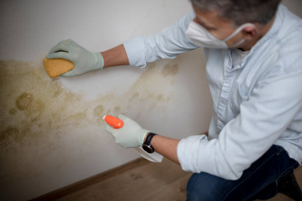 Best Toxic Mold Removal  in Liverpool, NY