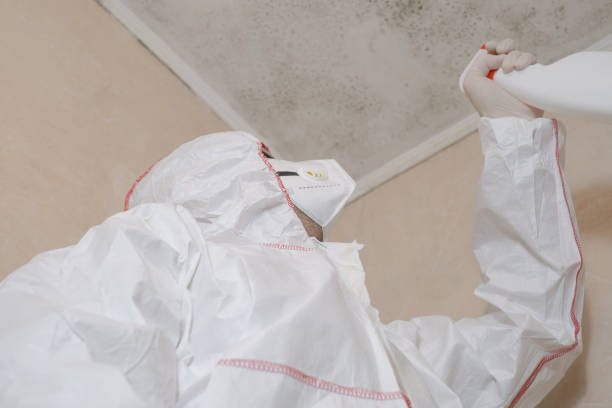 Best Local Mold Removal Service  in Liverpool, NY