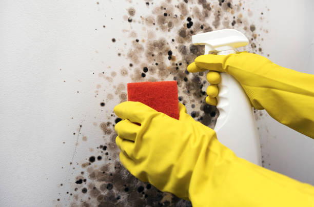 Best Home Mold Removal  in Liverpool, NY